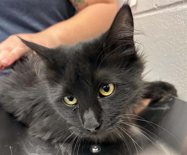  - Female - Domestic LH