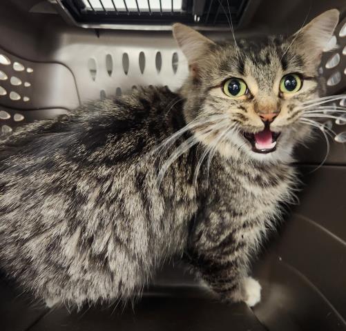  - Female - Domestic SH