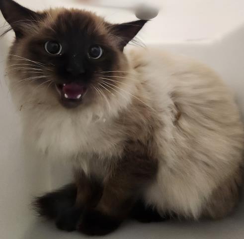  - Female - Domestic SH