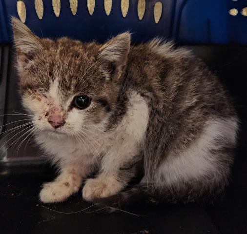  - Male - Domestic SH