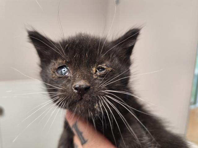  - Male - Domestic SH