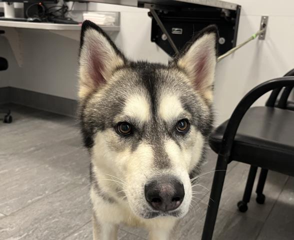  - Male - Siberian Husky