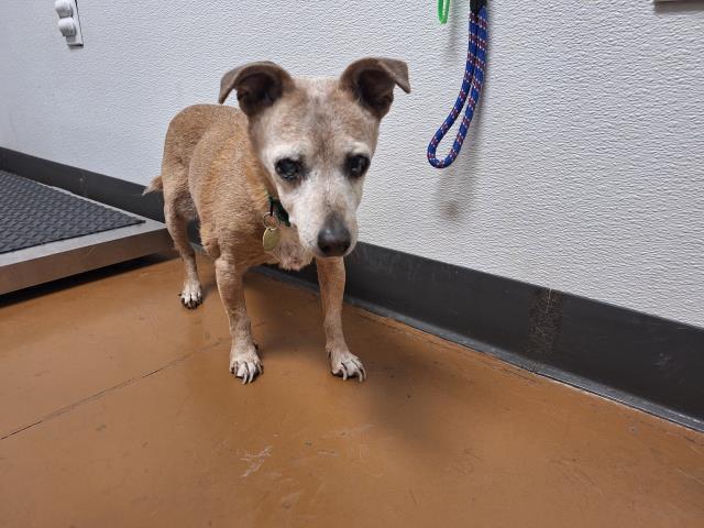 Mitzi - Female - Chihuahua