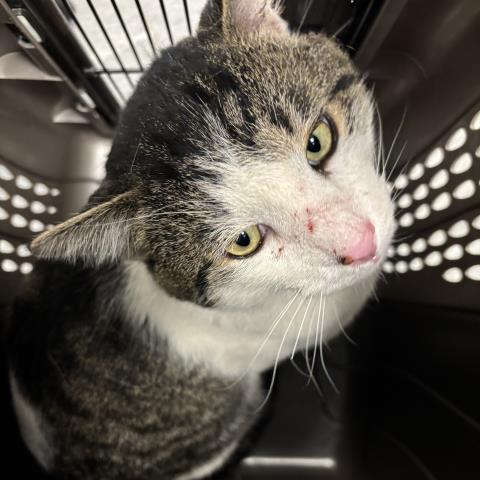  - Male - Domestic SH