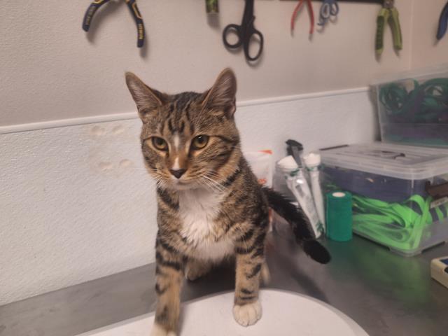  - Male - Domestic SH