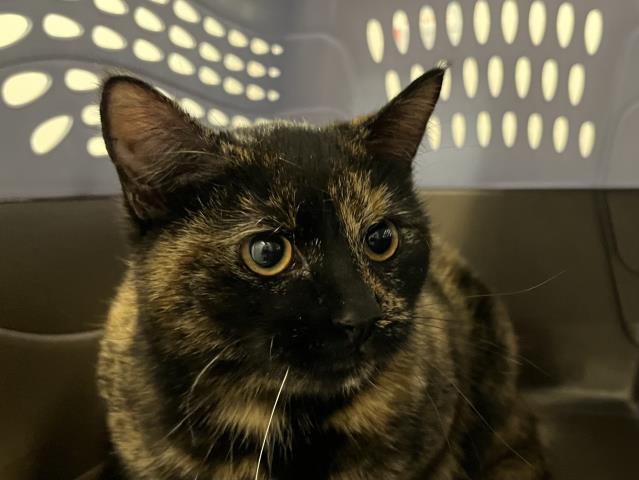  - Female - Domestic SH