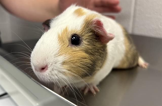  - Female - Guinea Pig