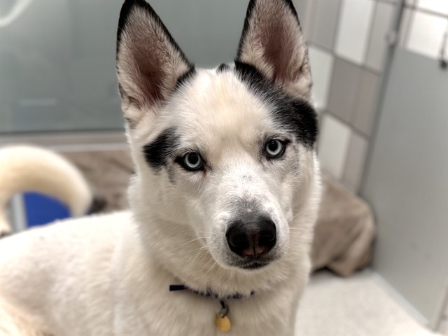 Snow - Male - Siberian Husky-Mix