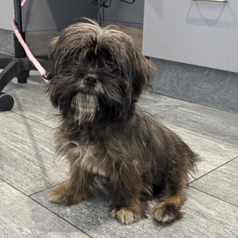  - Male - Shih Tzu