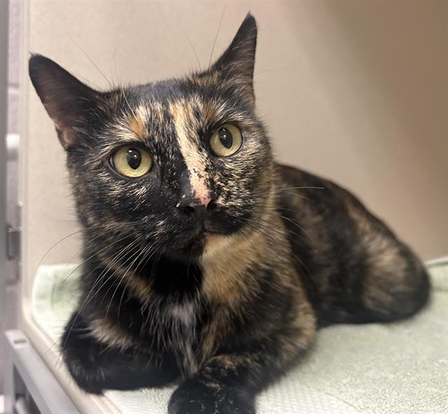  - Female - Domestic SH