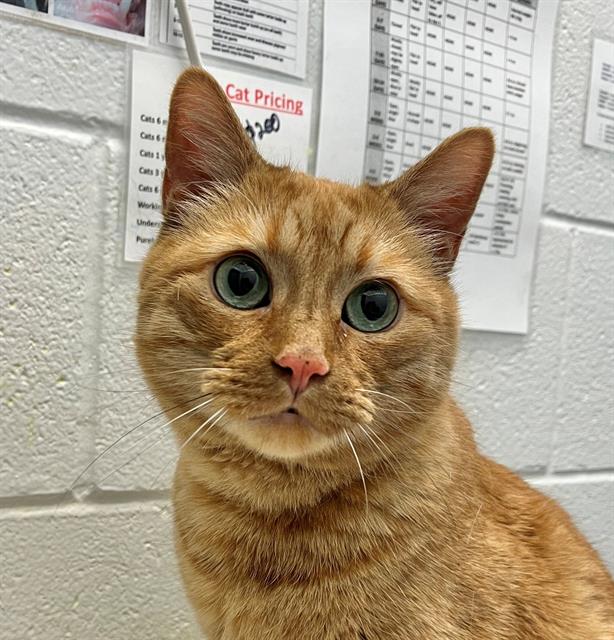 Darwin - Male - Domestic SH