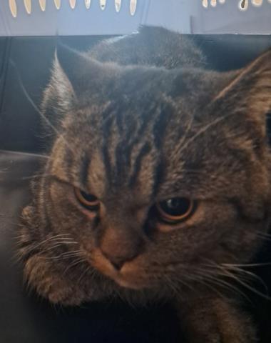  - Male - Domestic MH