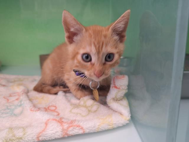  - Male - Domestic SH