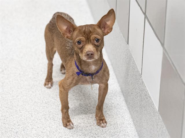 Crybaby - Male - Chihuahua-Mix