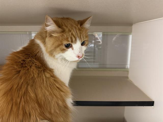  - Male - Domestic LH