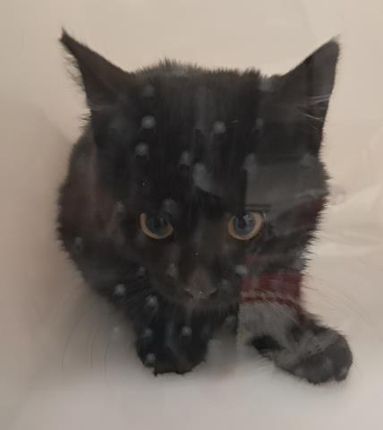  - Unknown - Domestic LH