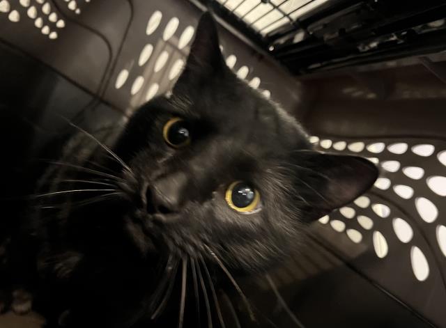  - Male - Domestic SH