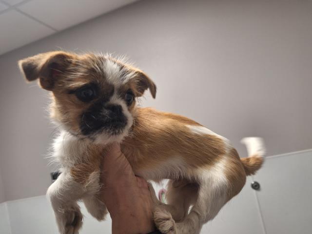  - Male - Pug-Shih Tzu