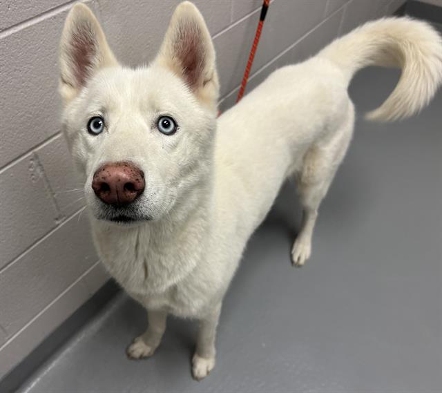  - Male - Siberian Husky