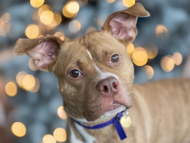 Koa - Male - Pit Bull