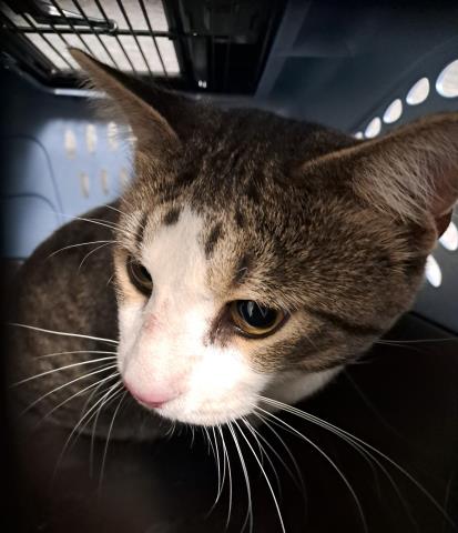  - Male - Domestic SH