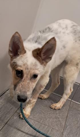  - Male - Nonspecific