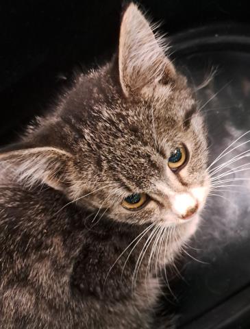  - Female - Domestic SH