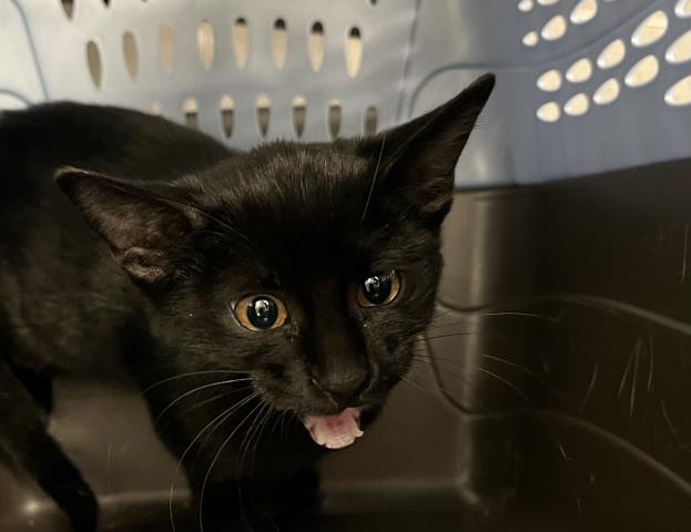  - Male - Domestic SH