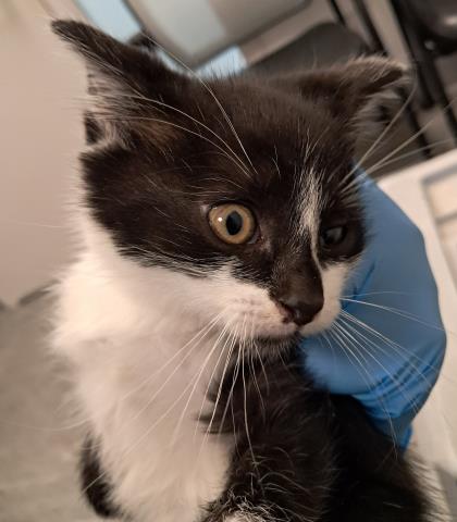  - Male - Domestic SH