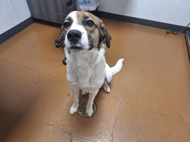  - Female - Great Pyrenees-Mix