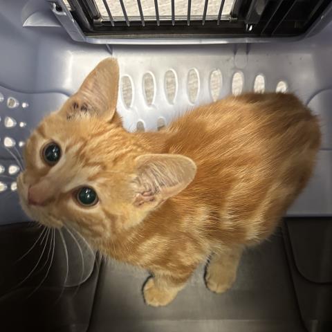  - Unknown - Domestic SH