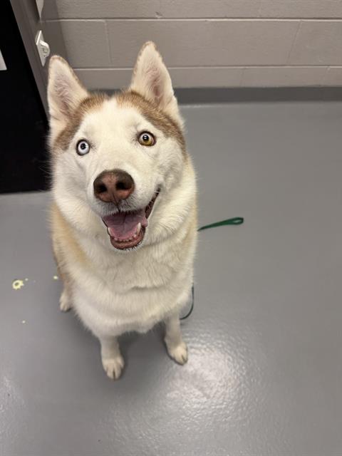  - Female - Siberian Husky