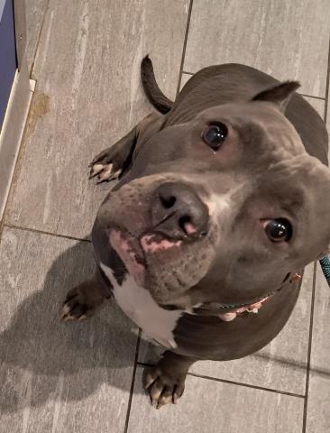  - Female - Pit Bull