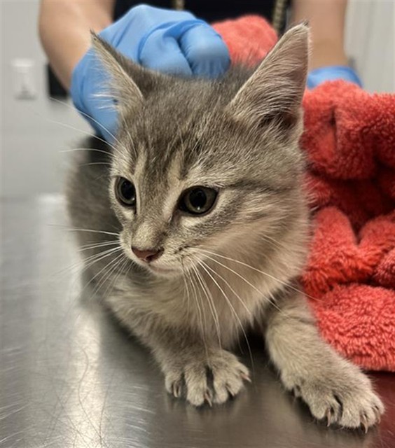  - Female - Domestic SH