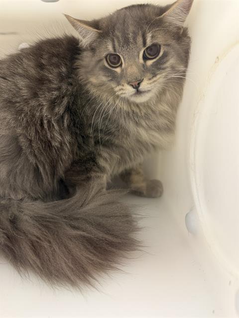  - Unknown - Domestic LH