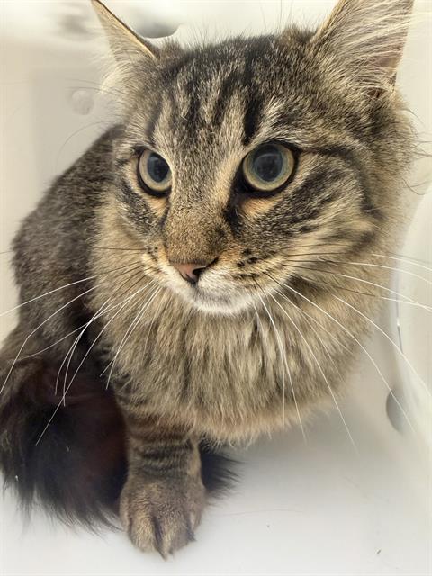  - Unknown - Domestic LH