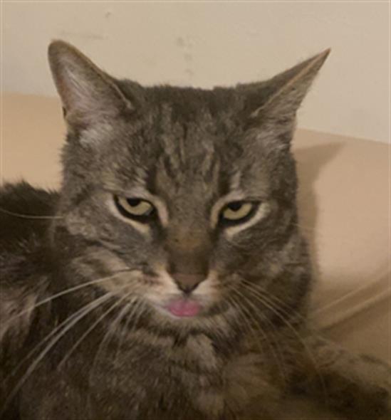 Romeo - Male - Domestic SH