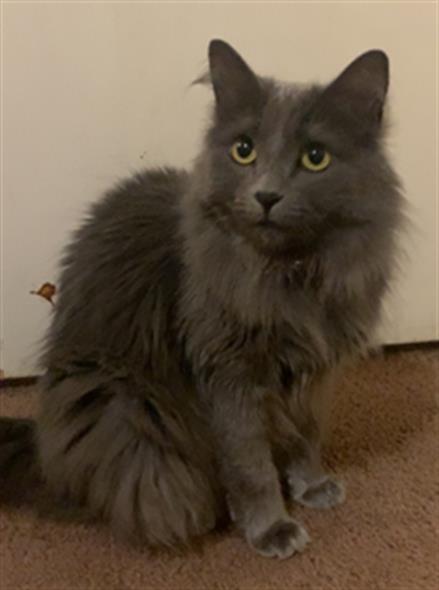 Persia - Female - Domestic LH