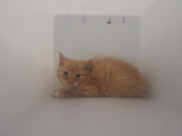  - Unknown - Domestic LH