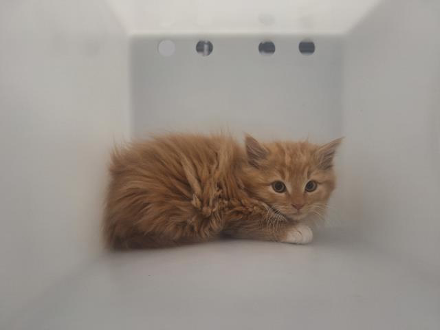  - Unknown - Domestic LH