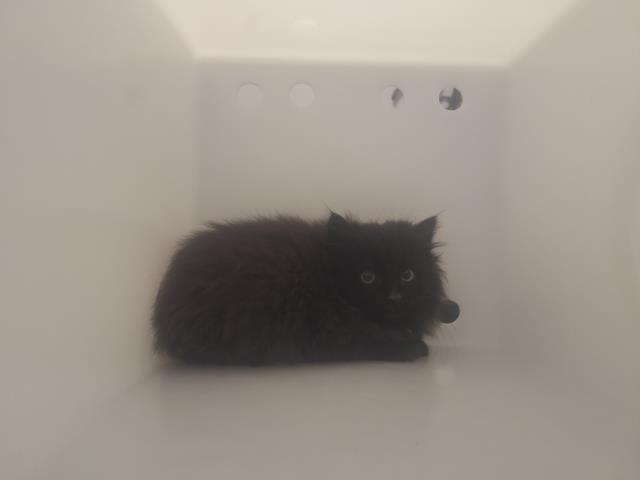  - Unknown - Domestic LH