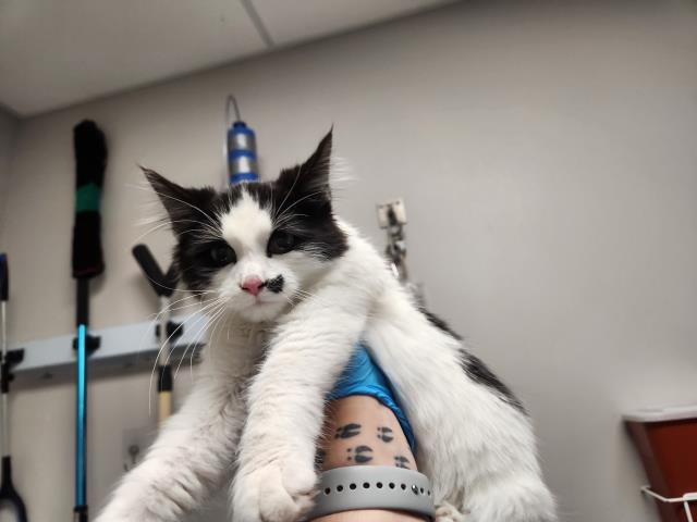 Oreo - Male - Domestic MH