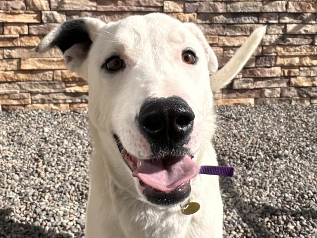 Smokey - Male - Border Collie