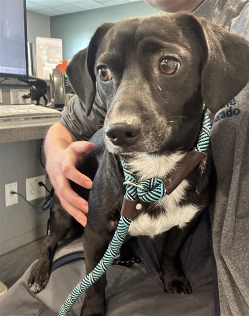  - Male - Dachshund St