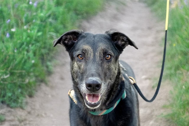Lew - Male - Belgian Malinois-Dutch Shepherd