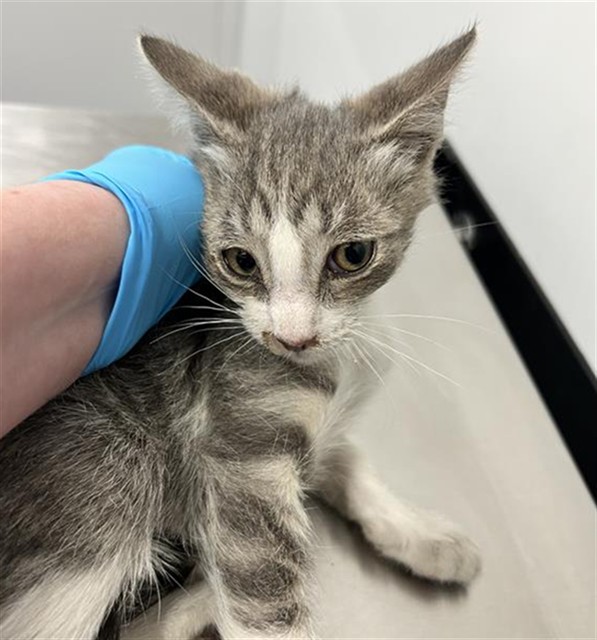  - Female - Domestic SH