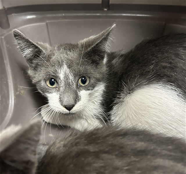  - Male - Domestic SH