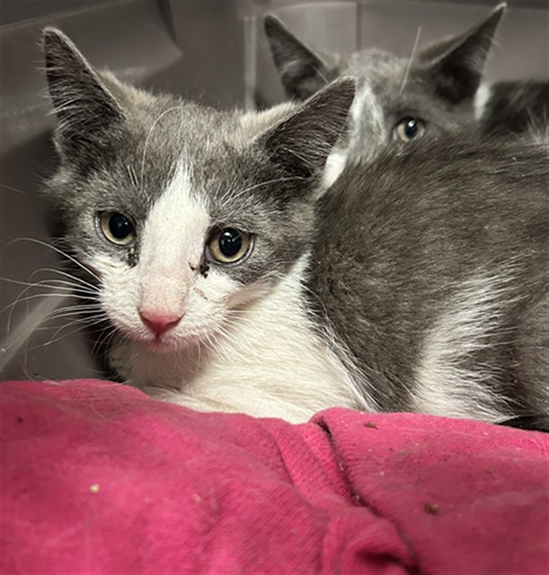  - Male - Domestic SH