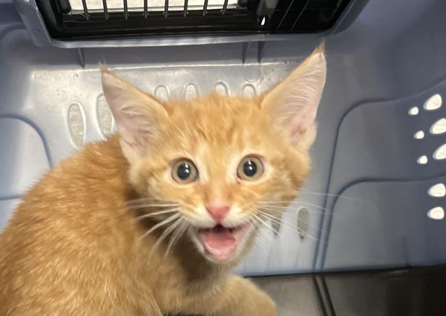 Buckeye - Male - Domestic SH