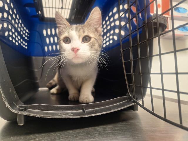  - Female - Domestic SH